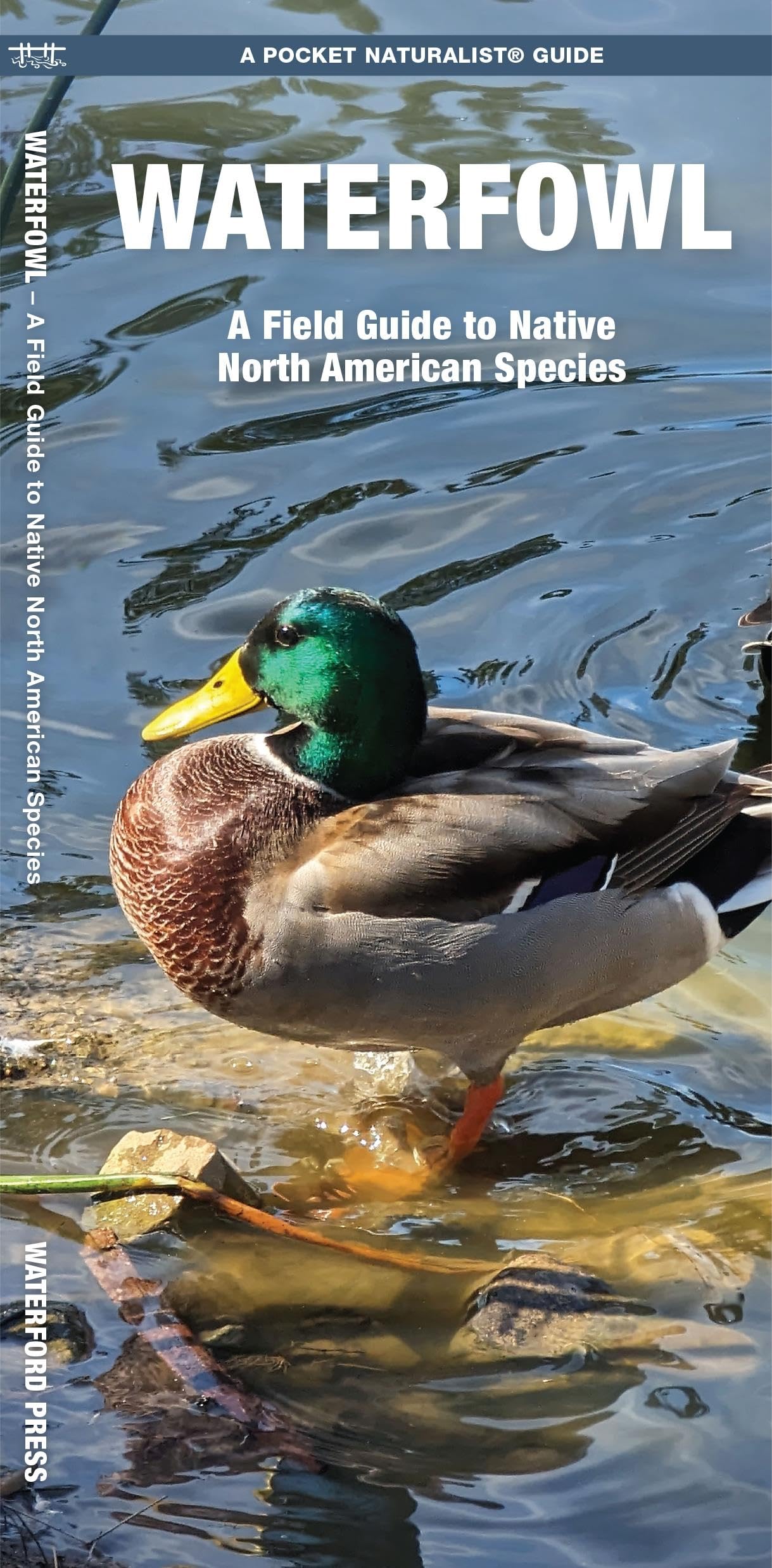 Waterfowl, 2nd Ed: A Field Guide to Native North American Species (Nature Observation North America) Leisure, Home & Garden