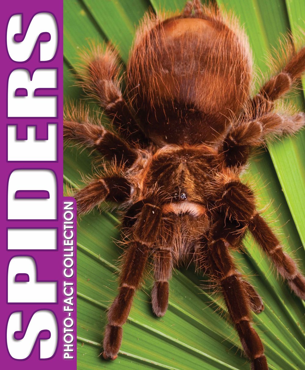 Spiders Photo Fact Collection Books