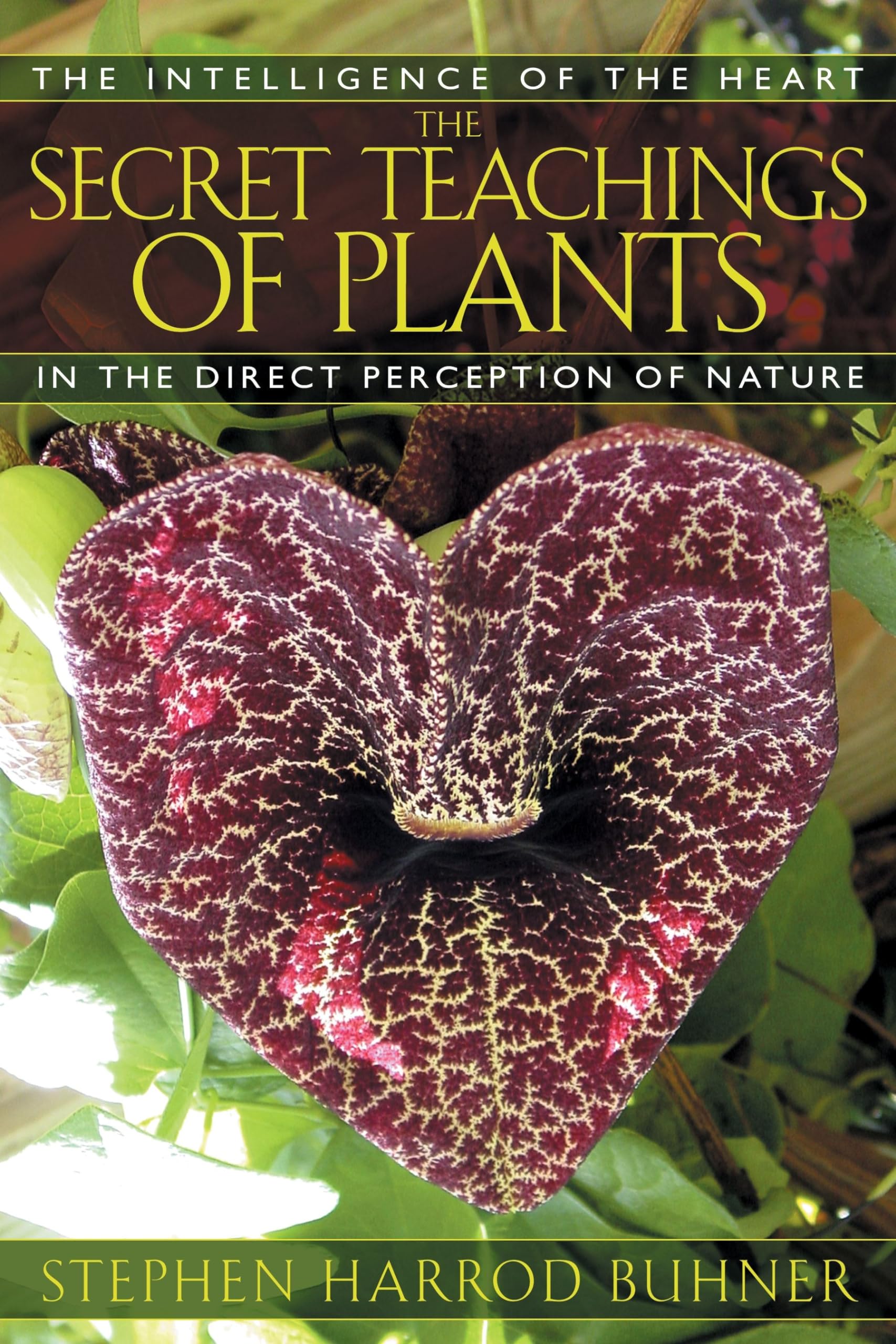 The Secret Teachings of Plants Medicine
