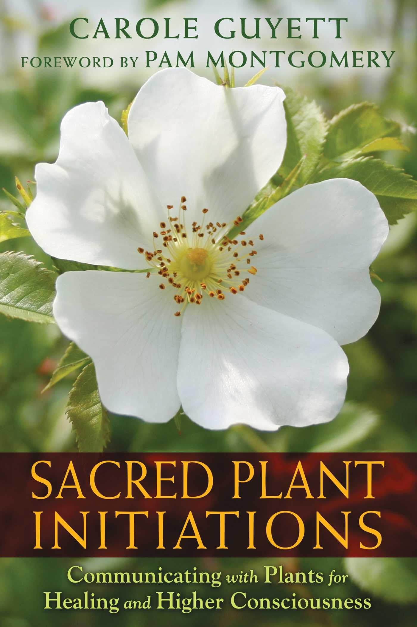 Sacred Plant Initiations: Communicating with Plants for Healing and Higher Consciousness book