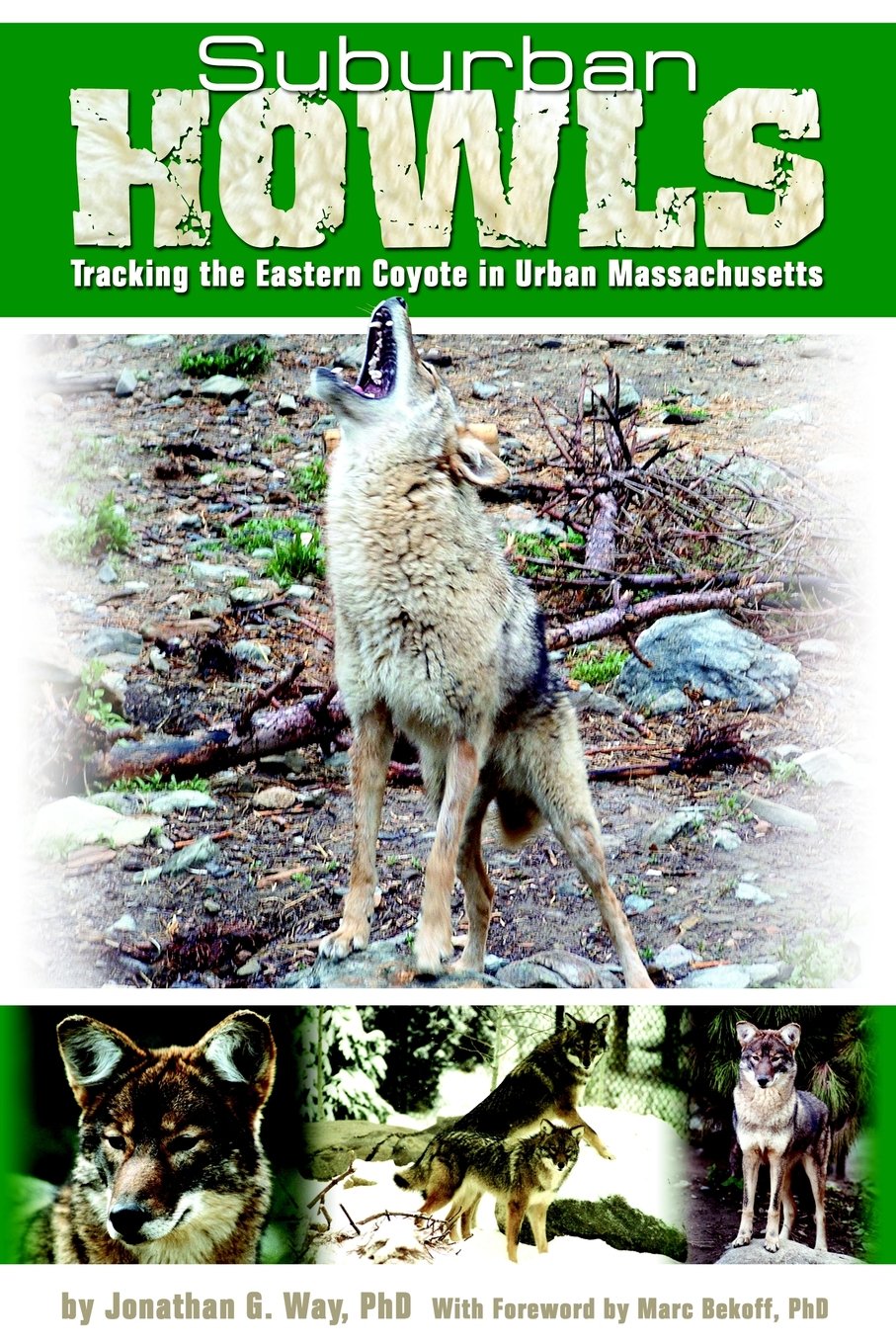 Suburban Howls: Tracking the Eastern Coyote in Urban Massachusetts Mathematics