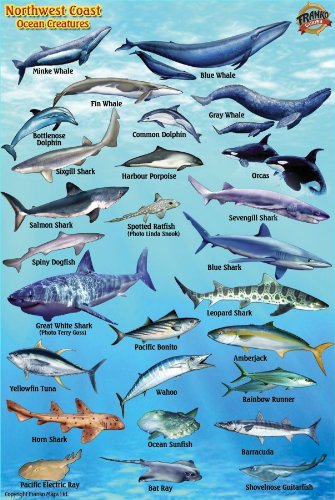 Pacific Northwest Ocean & Kelp Creatures Guide Franko Maps Laminated Fish Card 4" x 6" Maps & Plans