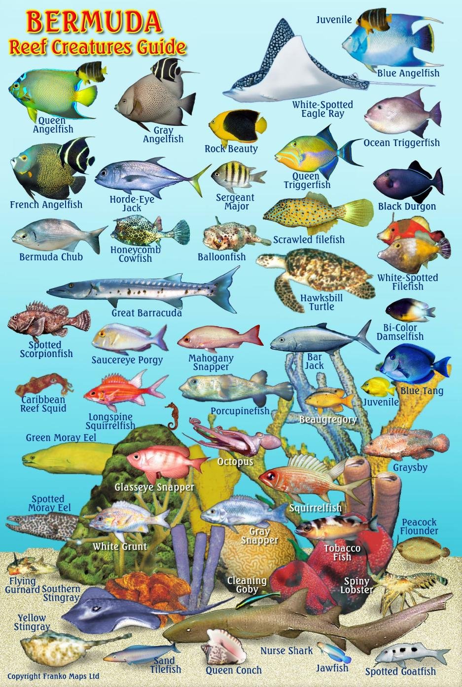 Product Image: Bermuda Reef Creatures Guide Franko Maps Laminated Fish Card 4" x 6"