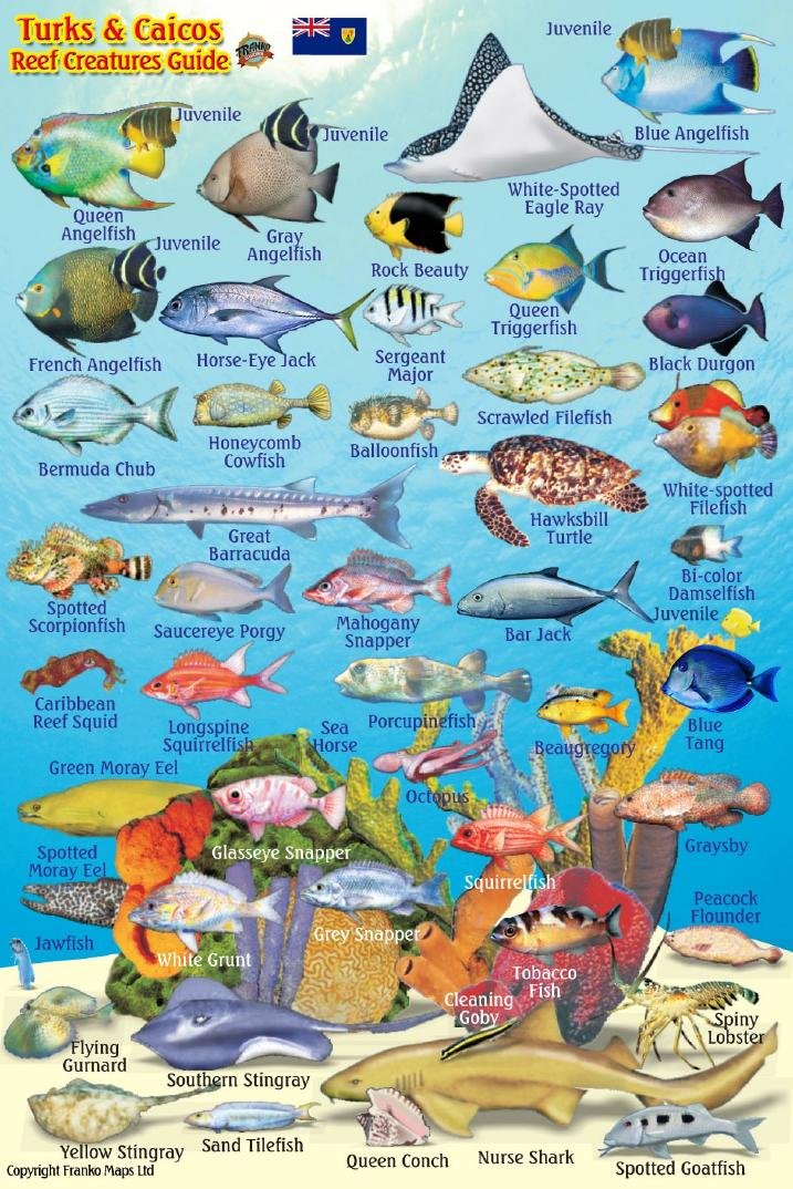Turks & Caicos Coral Reef Creatures Guide Franko Maps Laminated Fish Card 4"x6" Maps & Plans