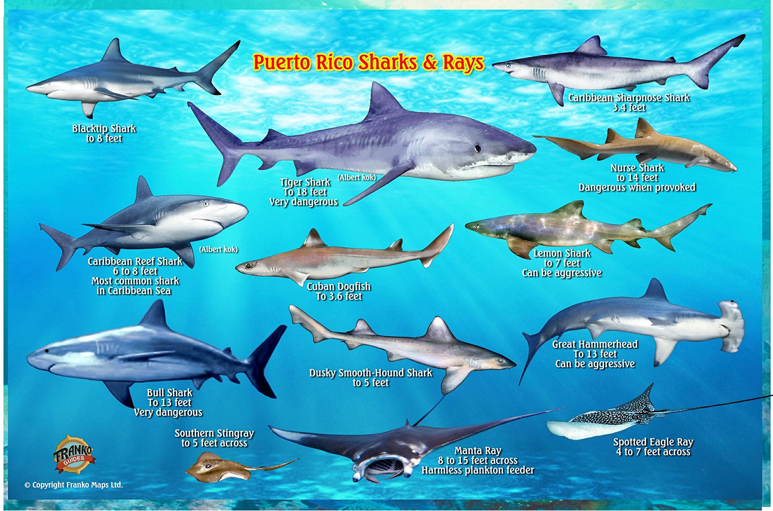 Puerto Rico Sharks & Rays Guide Franko Maps Laminated Fish Card Maps & Plans
