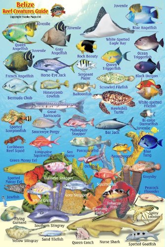 Product Image: Belize Reef Creatures Guide Franko Maps Laminated Fish Card 4" x 6"