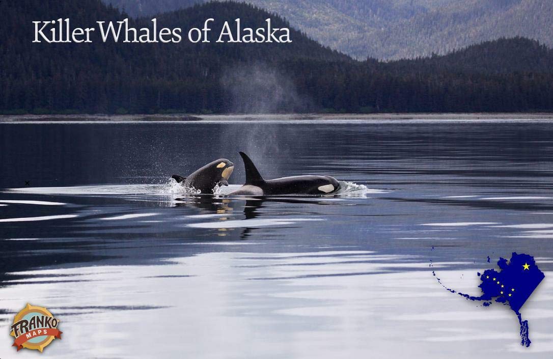 Killer Whales of Alaska Orca Illustrated Guide Card Maps & Plans