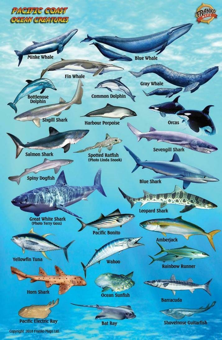 Pacific Coast Ocean & Kelp Creatures Franko Maps Waterproof Fish Card Maps & Plans