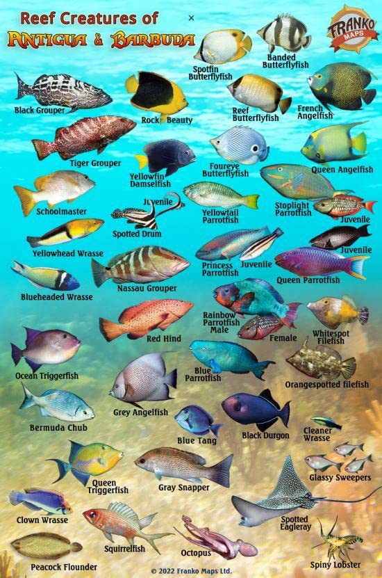 Antigua & Barbuda Reef Creatures Guide Waterproof Fish Card Franko Maps 4" x 6" Maps & Plans