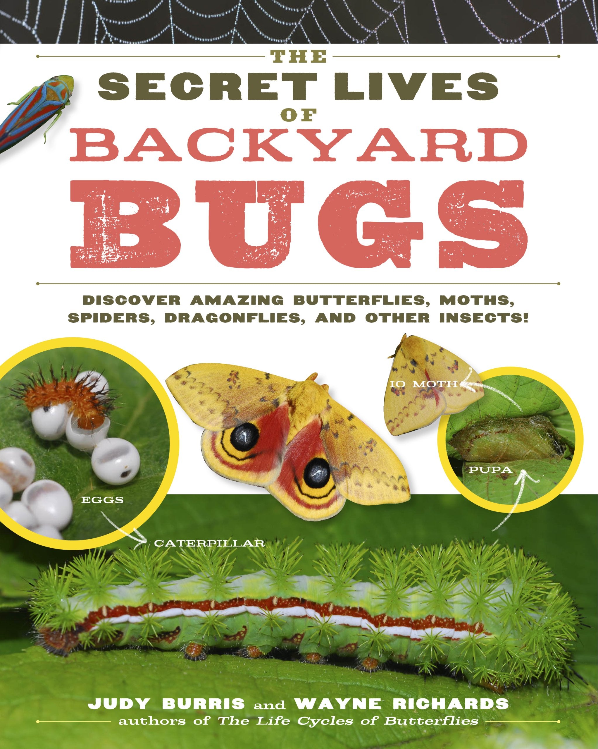 The Secret Lives of Backyard Bugs: Discover Amazing Butterflies, Moths, Spiders, Dragonflies, and Other Insects! book