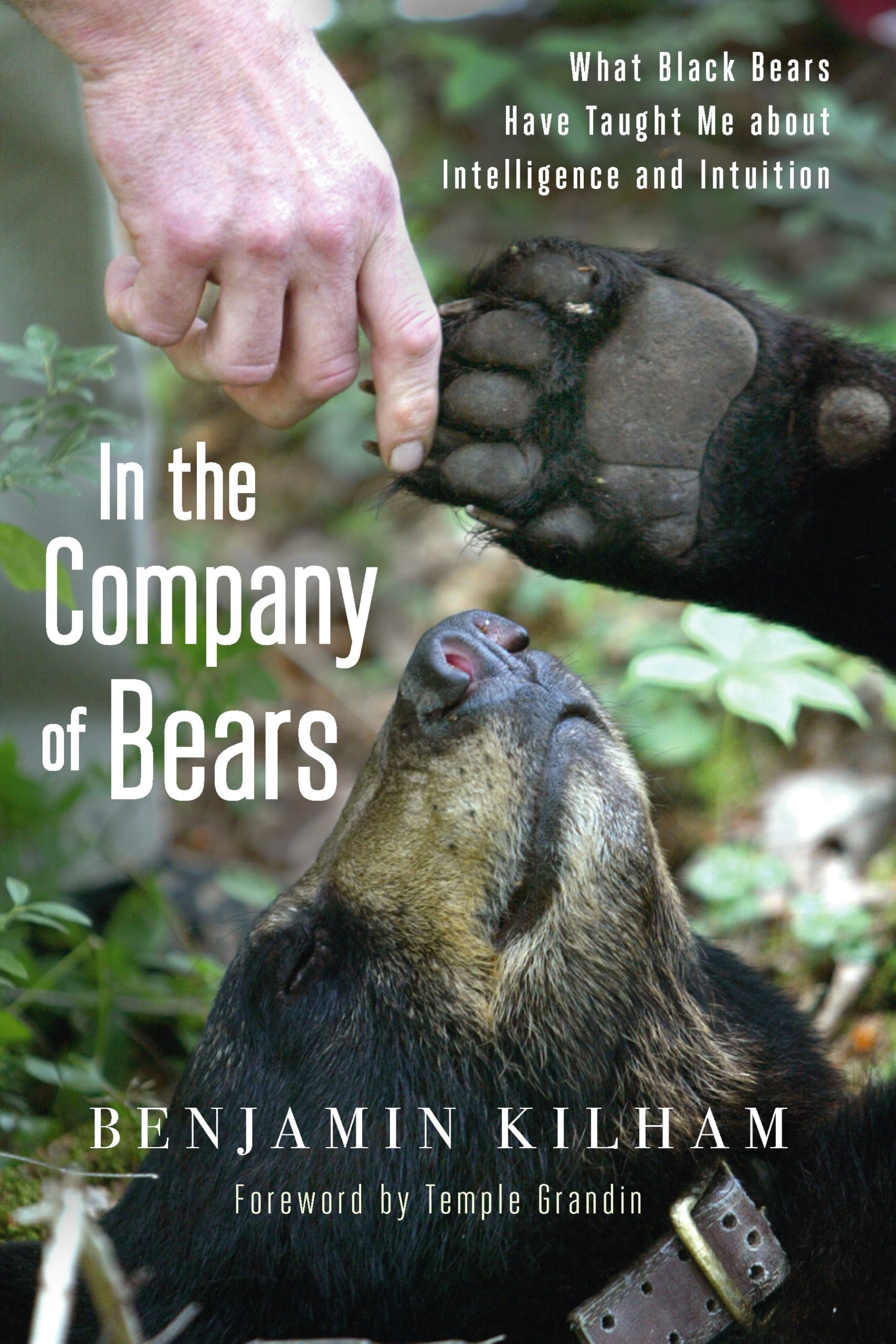 In the Company of Bears: What Black Bears Have Taught Me about Intelligence and Intuition Mathematics