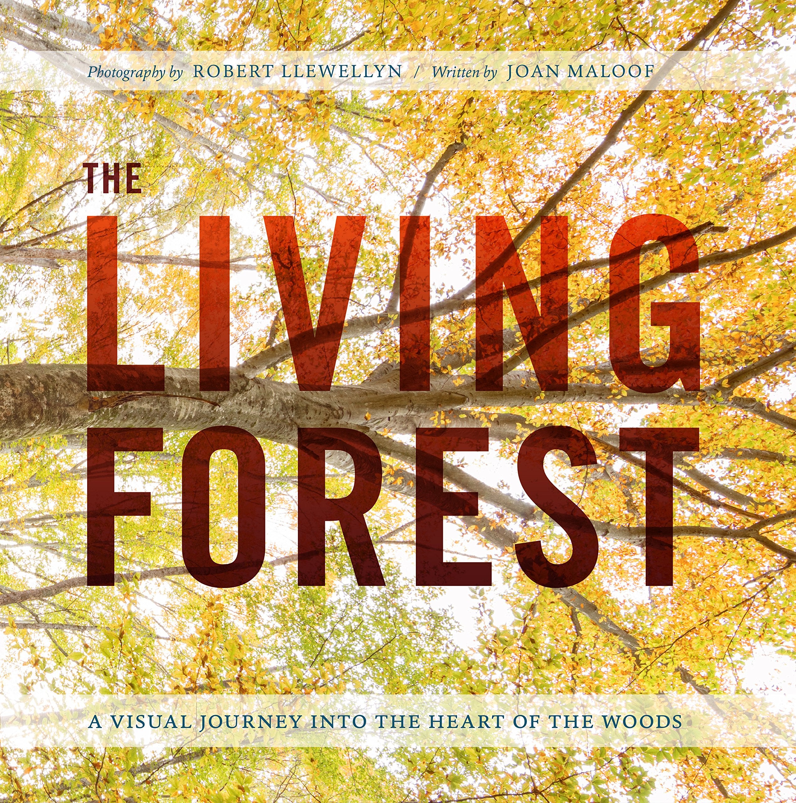 The Living Forest: A Visual Journey Into the Heart of the Woods Geology & Geography