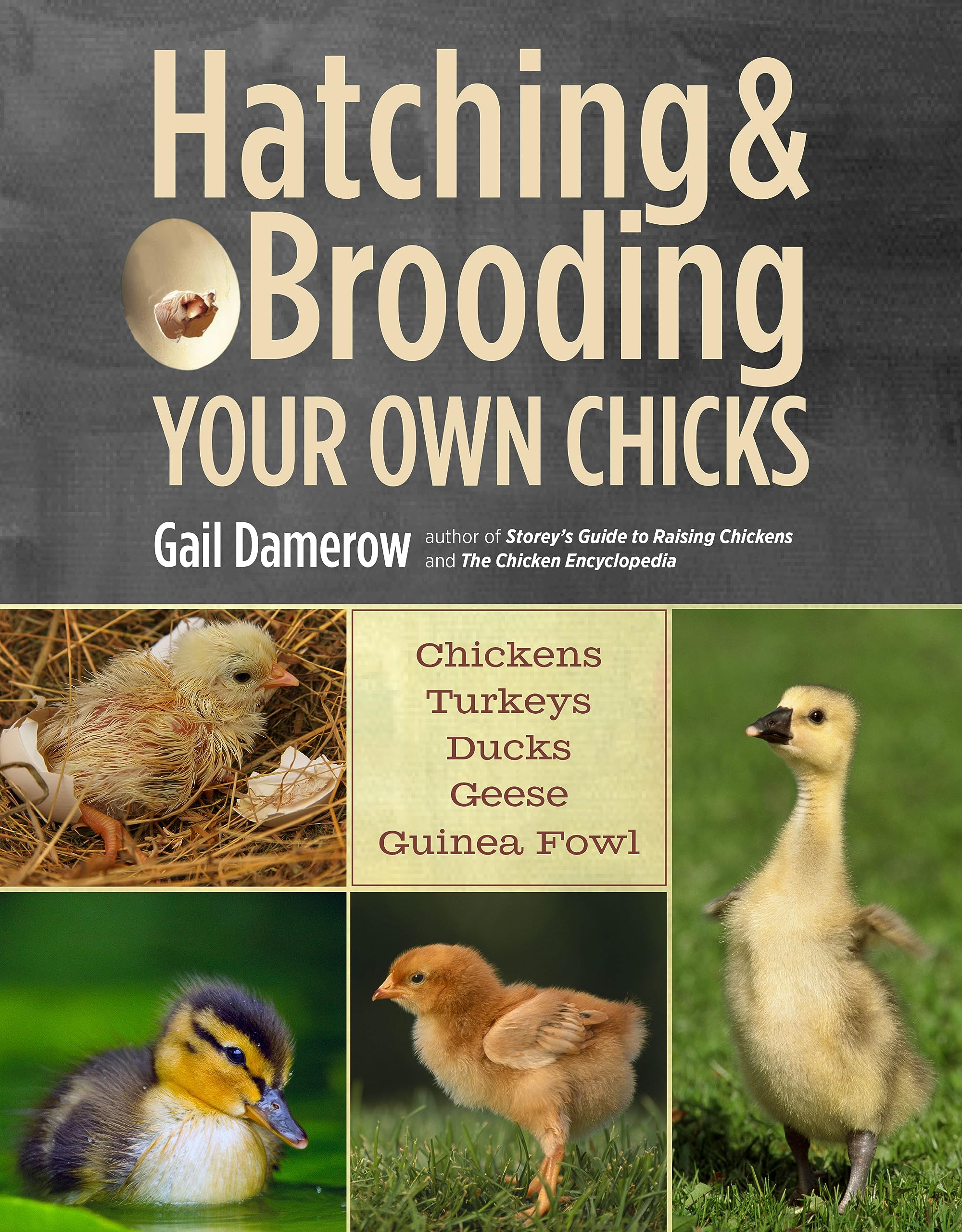 Hatching & Brooding Your Own Chicks: Chickens, Turkeys, Ducks, Geese, Guinea Fowl Business, Finance & Career
