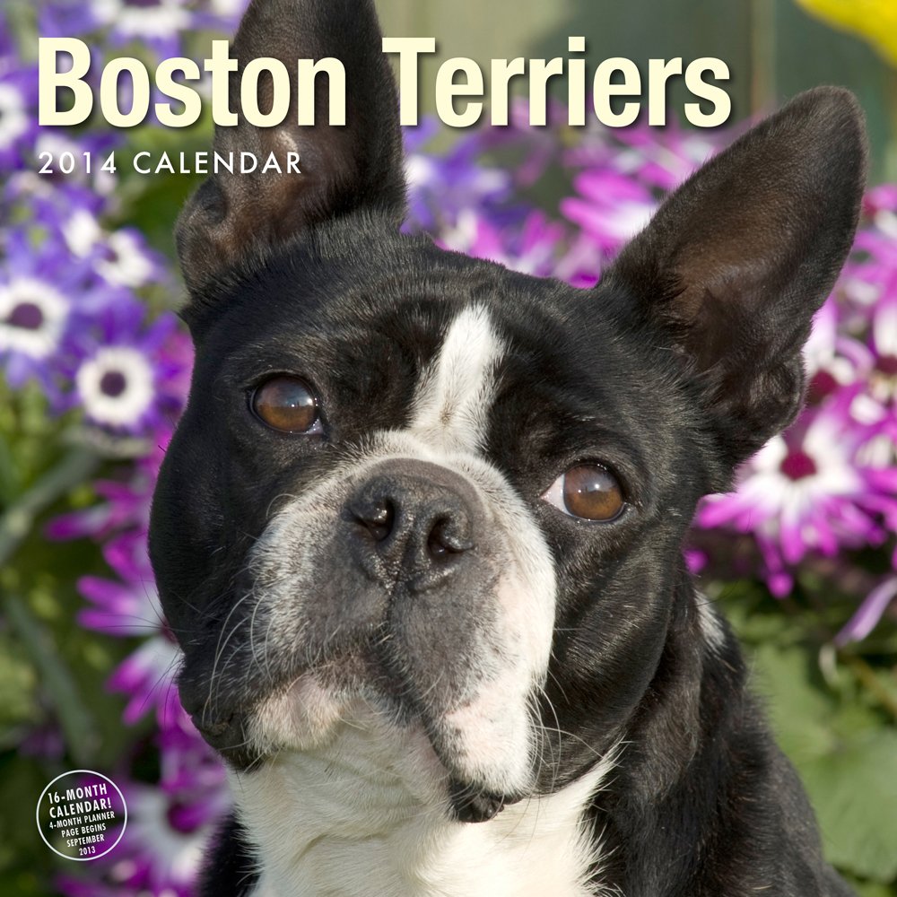 Boston Terriers 2014 Calendar Pets