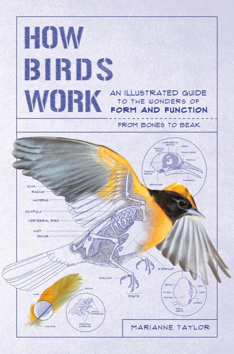How Birds Work Mathematics