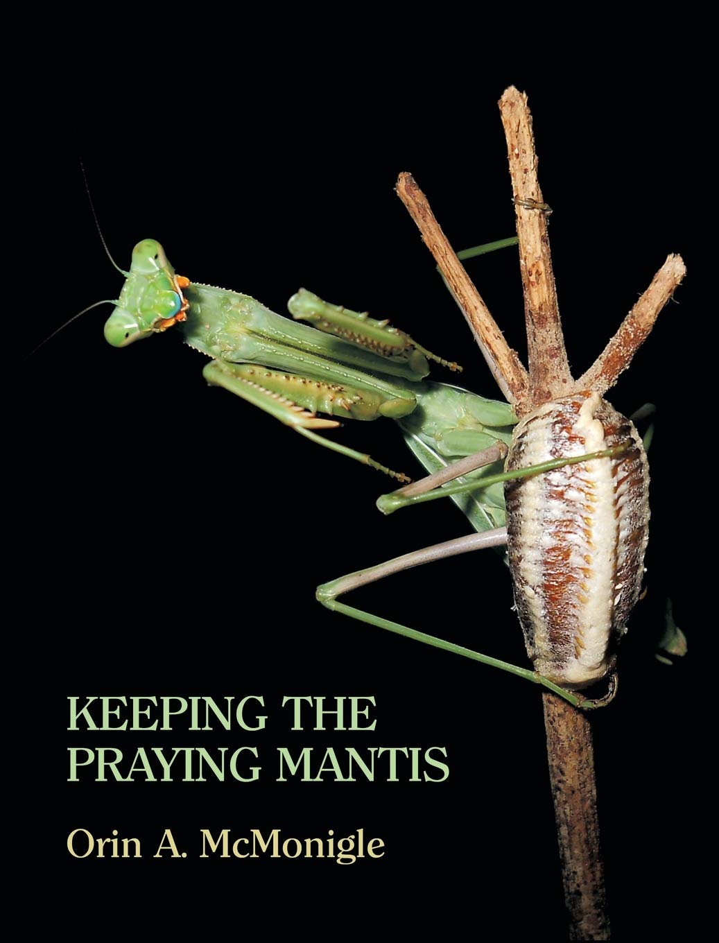 Keeping the Praying Mantis: Mantodean Captive Biology, Reproduction, and Husbandry Mathematics