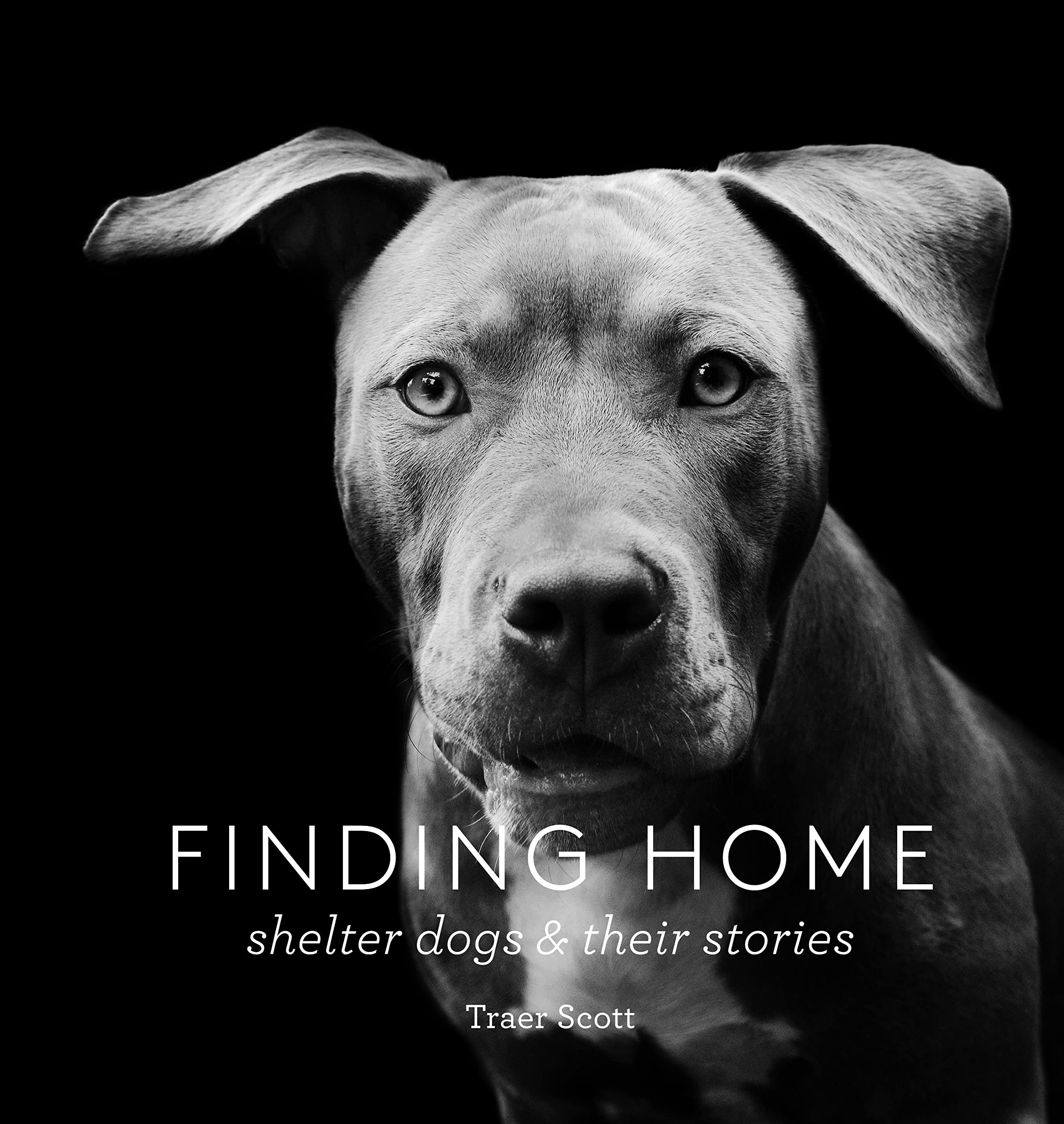 Finding Home Shelter Dogs and Their Stories Travel