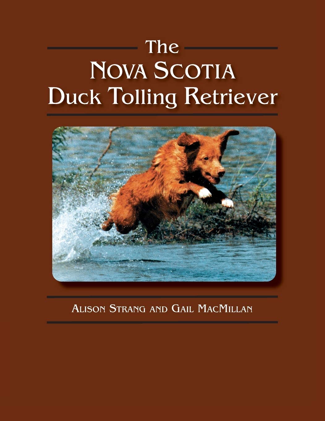The Nova Scotia Duck Tolling Retriever Pets