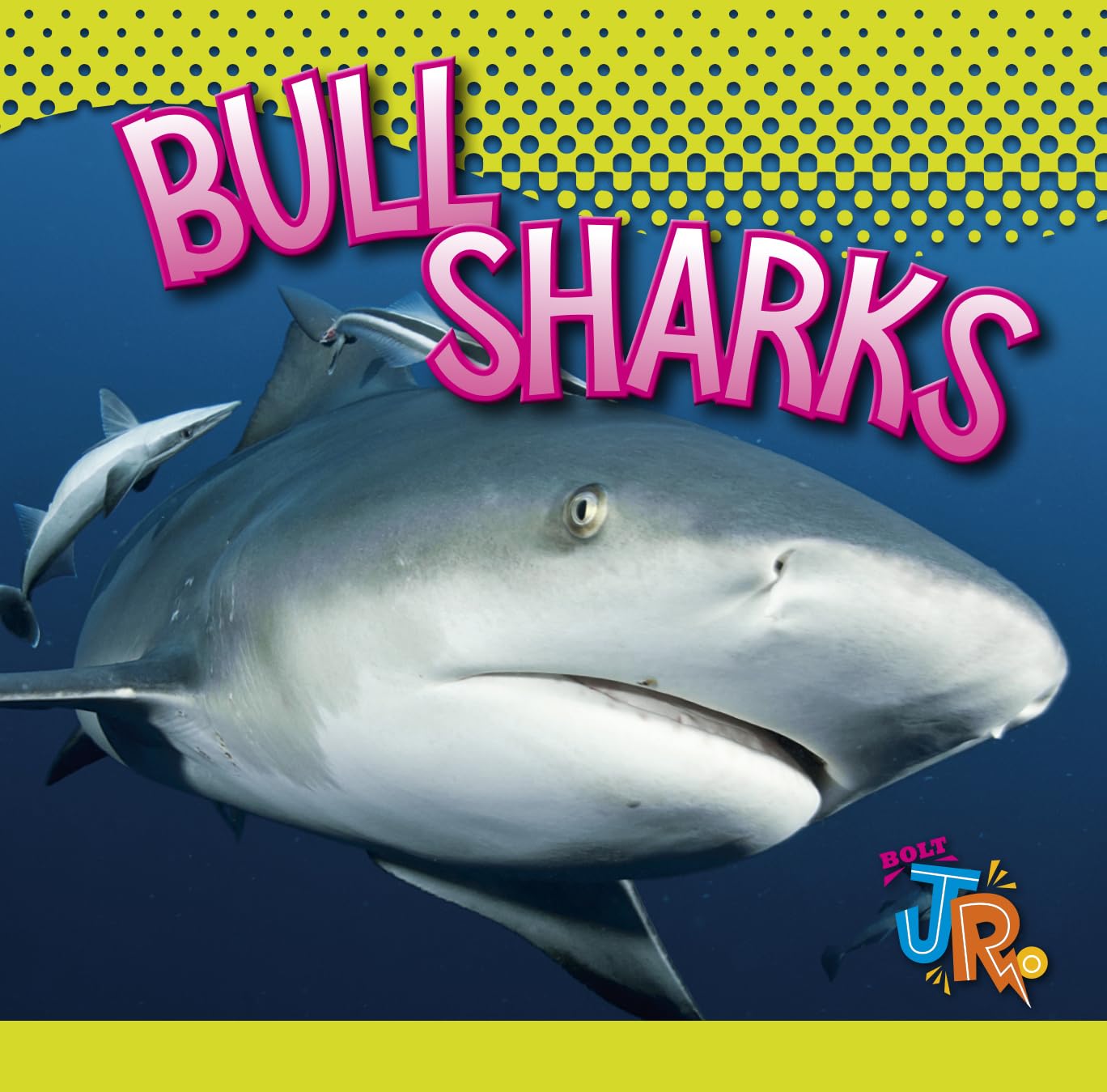 Bull Sharks (World of Sharks) Mathematics
