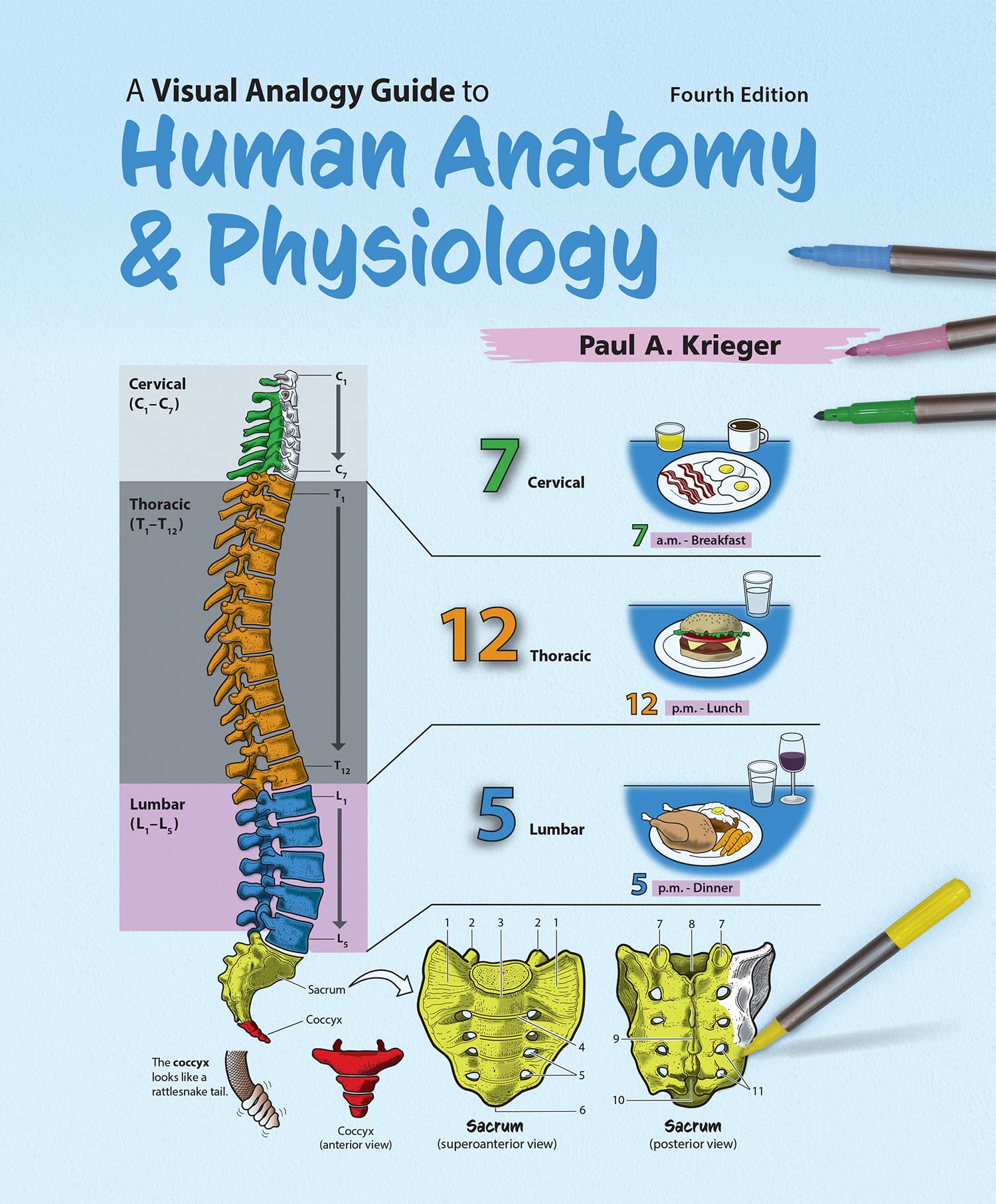 A Visual Analogy Guide to Human Anatomy & Physiology Natural Sciences