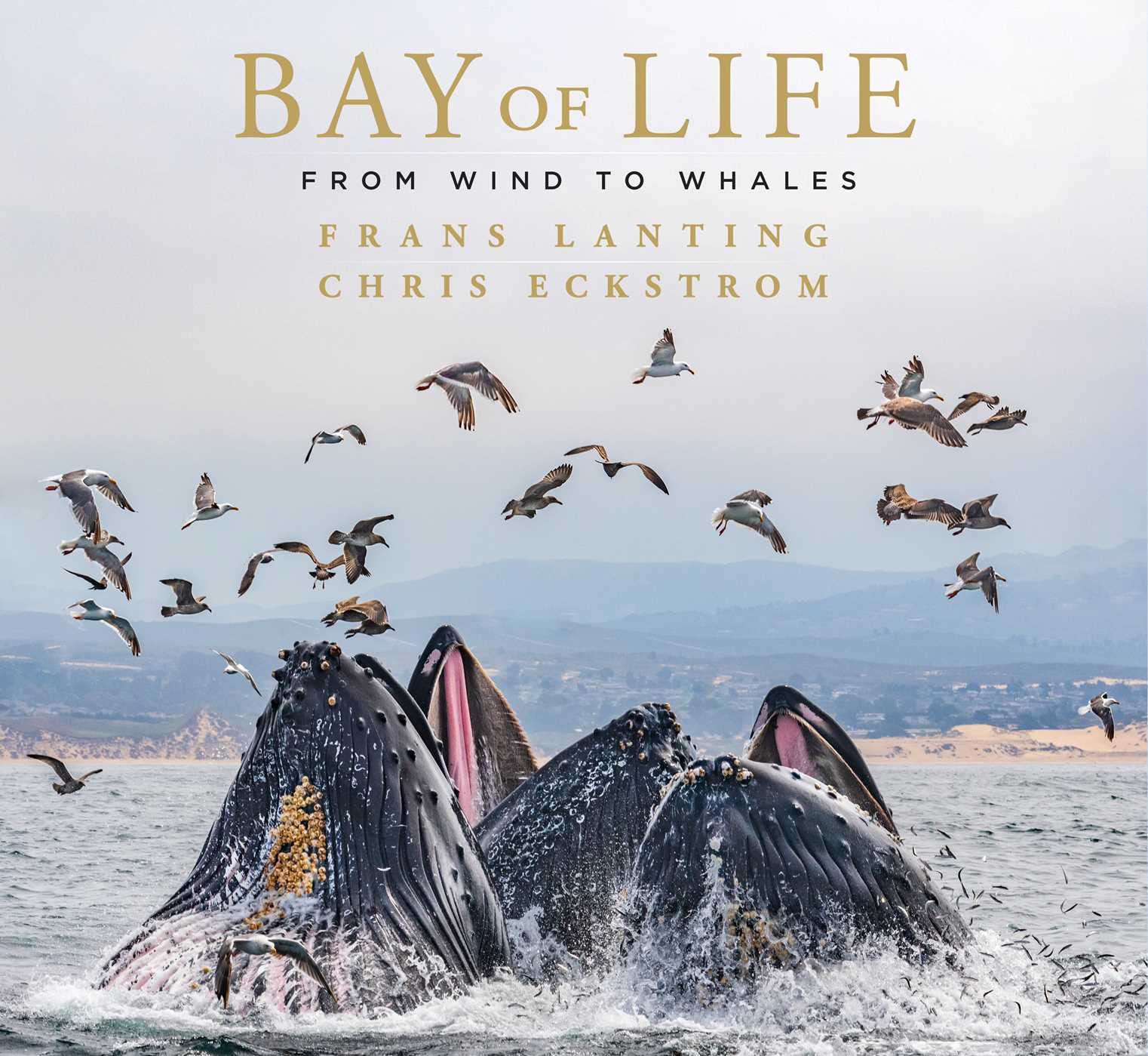Bay of Life: From Wind to Whales (Mandala Earth) Mathematics