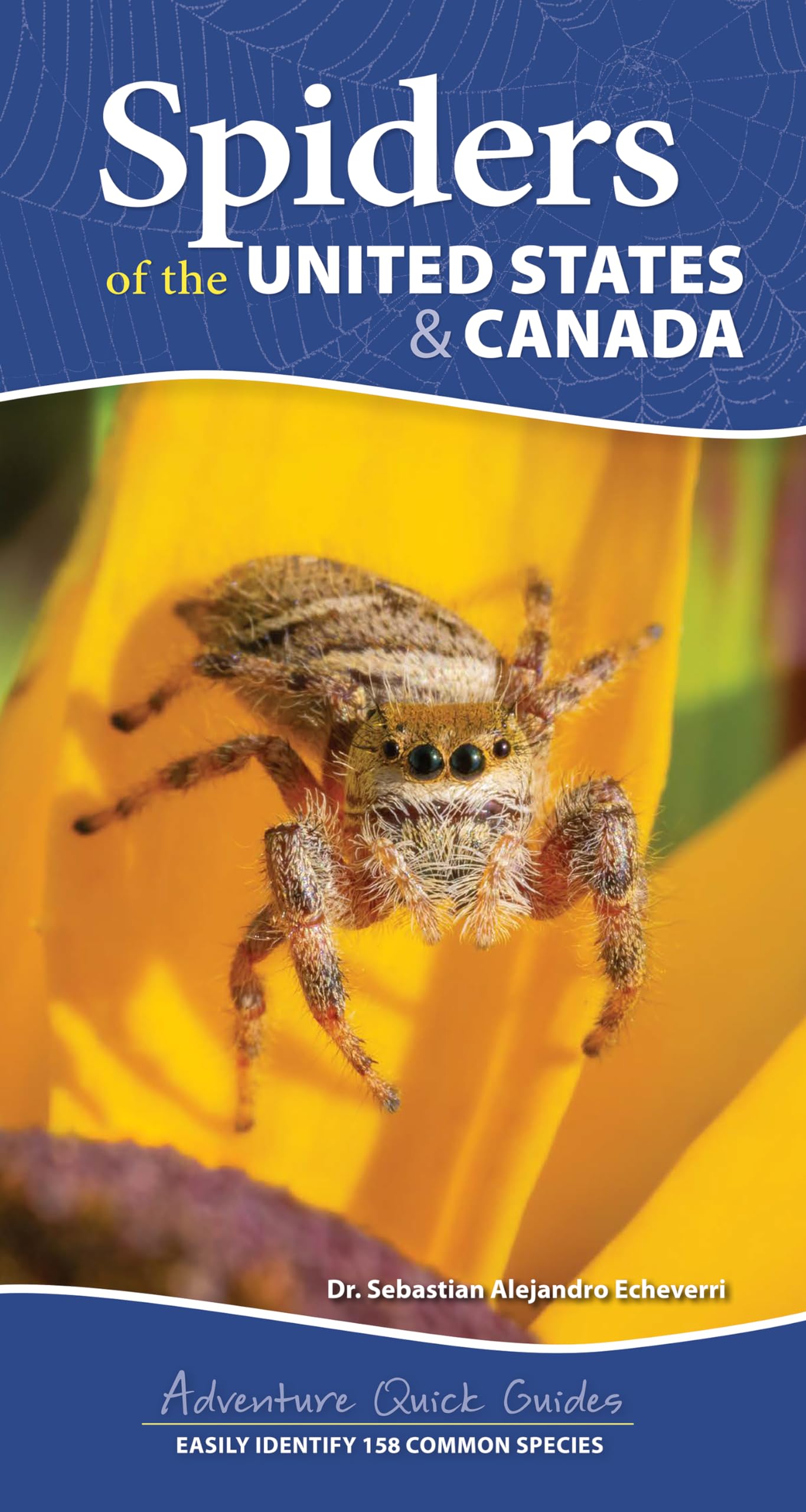 Spiders of the United States & Canada: Easily Identify 158 Common Species (Adventure Quick Guides) Mathematics