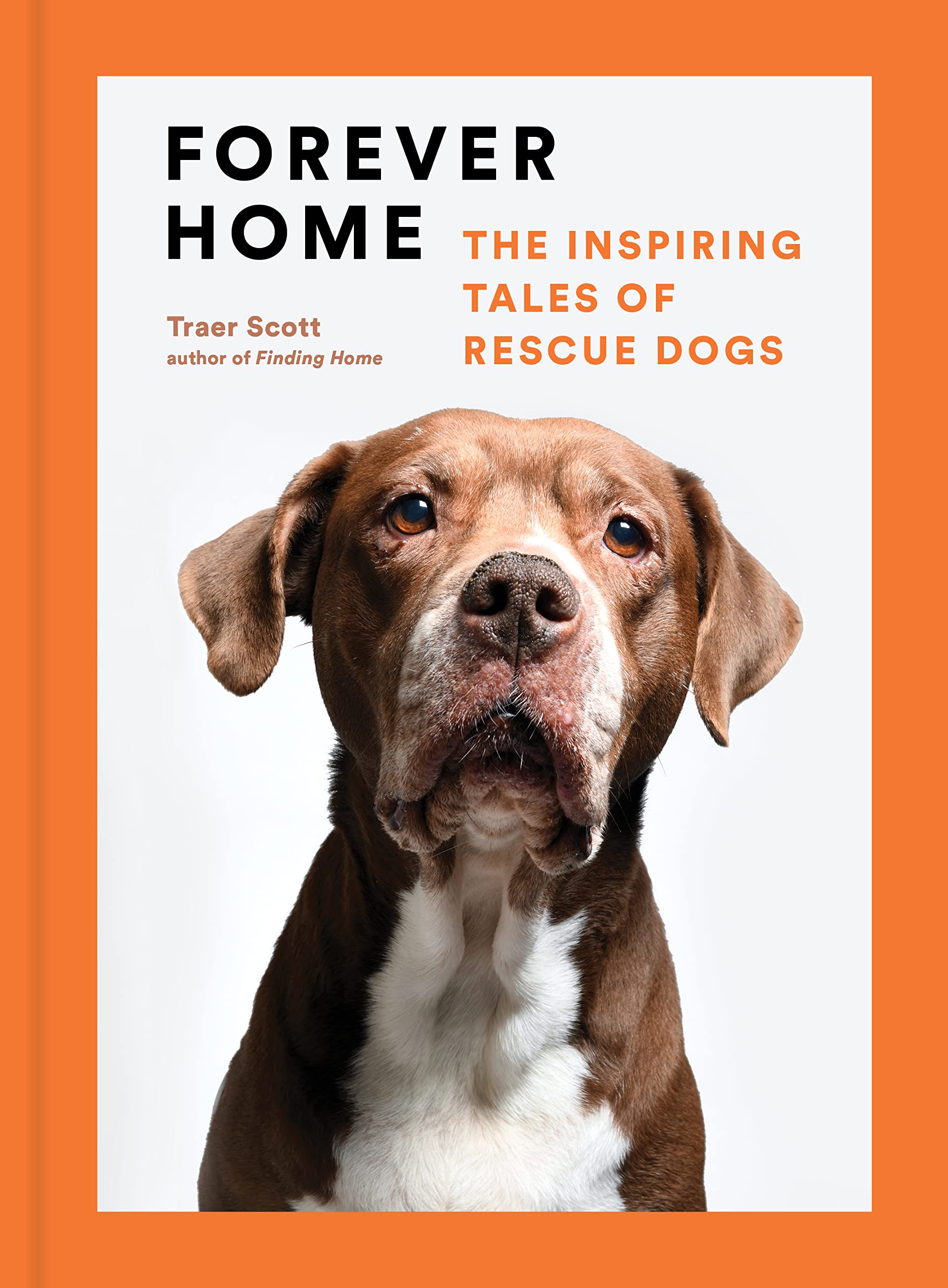 Forever Home: The Inspiring Tales of Rescue Dogs Travel