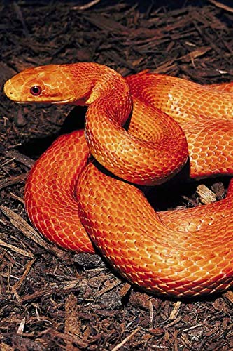 RAT SNAKE LOVERS WRITING & SKETCHING NOTEBOOK JOURNAL: Rate SNAKE Lovers Gift For Girls, Boys, Women & Men | Cute Journal & Blank Notebook with ... & Drawing (ANIMAL LOVER GIFTS, Band 1) Mathematics