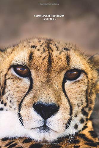 ANIMAL PLANET NOTEBOOK - CHEETAH: Notebook with animals on cover ,110 Pages, sheetmusic, 6" x 9" (15.24 x 22.86 cm). Perfect For Kids and adult! Arts & Music