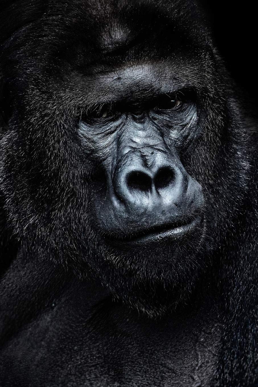 Save The Gorilla 2020 Weekly Monthly Planner: Diary with Agenda & Calendar Schedule, To Do List, Notes, Water Intake Log & Expense Tracker | Gorilla ... (Animal Portrait Journals, Band 1) Mathematics