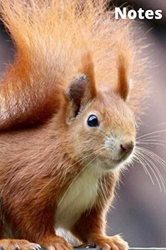 Notes: Notebook Squirrel glossy, 120 pages, lined, 6 x 9 inches, useful as a Diary, Travel diary, Nutrition diary, Budget book, Planner, ... book, Songbook, Poetry book or as a nice Books