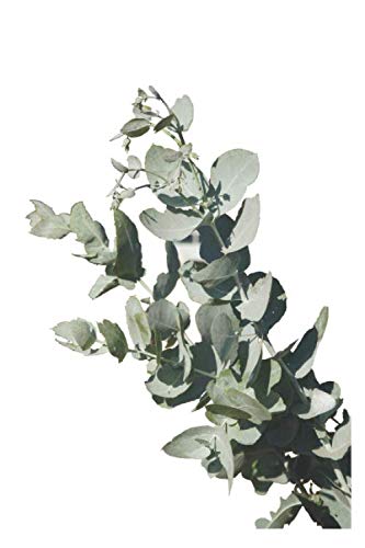 Pflanze - Gras, grüner Daumen, Garten, Gärtnerei, Hobby, Grün, Öko, Bio, Notizbuch, Notizblock, 120 Seiten, Souvenir Geschenk Buch, auch als Dekoration geeignet Garden & Plants