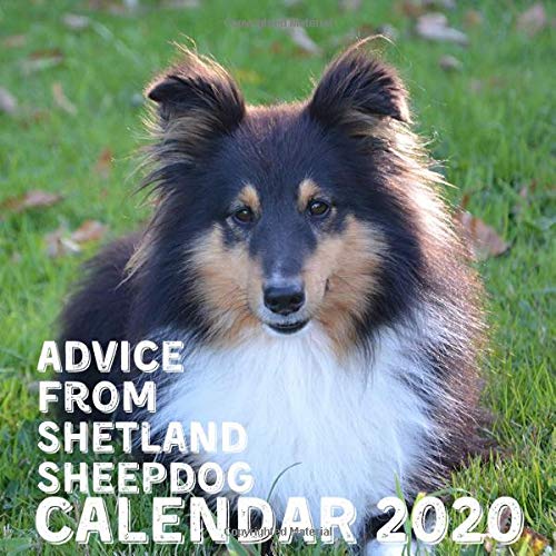 Advice From Shetland Sheepdog Calendar 2020: December 2019 - December 2020 With Shetland Sheepdog Inspirational Quotes Pets