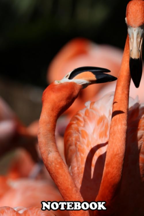 Notebook: Flamingo Fight , Journal for Writing, College Ruled Size 6" x 9", 110 Pages Books