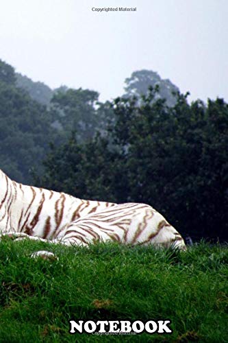 Notebook: White Tigers , Journal for Writing, College Ruled Size 6" x 9", 110 Pages Books