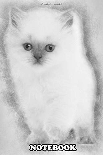 Notebook: British Longhair Kitten 5 Weeks Old Against White Backg , Journal for Writing, College Ruled Size 6" x 9", 110 Pages Books