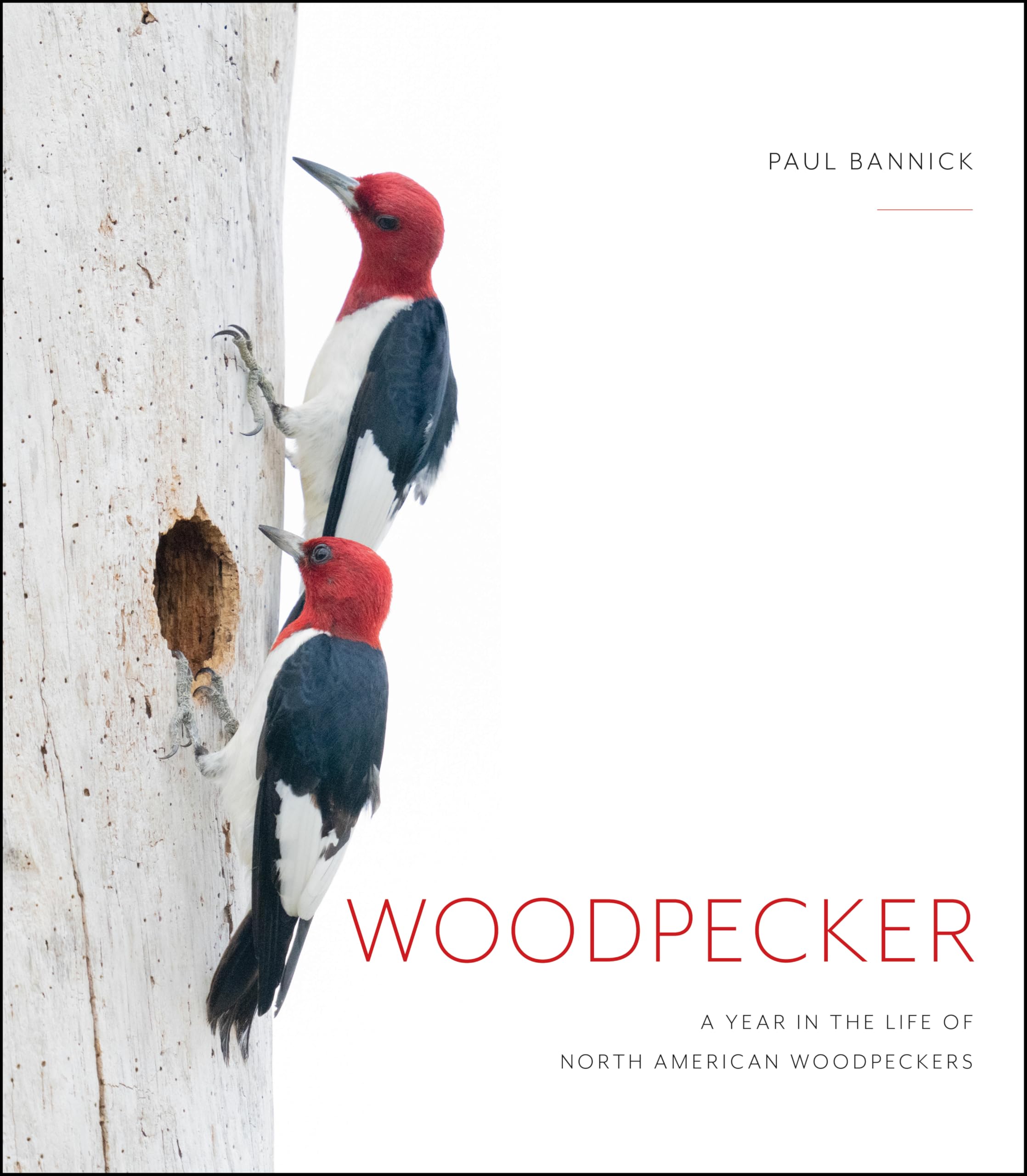 Woodpecker: A Year in the Life of North American Woodpeckers Mathematics