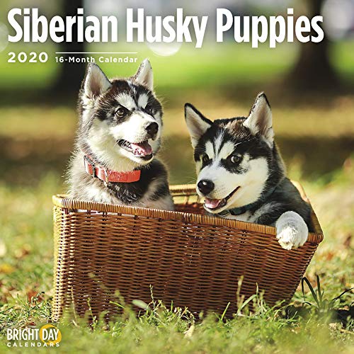 Siberian Husky Puppies Cal 2020 (Dog Breeds) Books