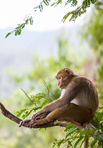 Contemplative Monkey in Tree Notebook -- Creative Journal: LINED, College Ruled,7x10, Cream Paper,184 Pages book