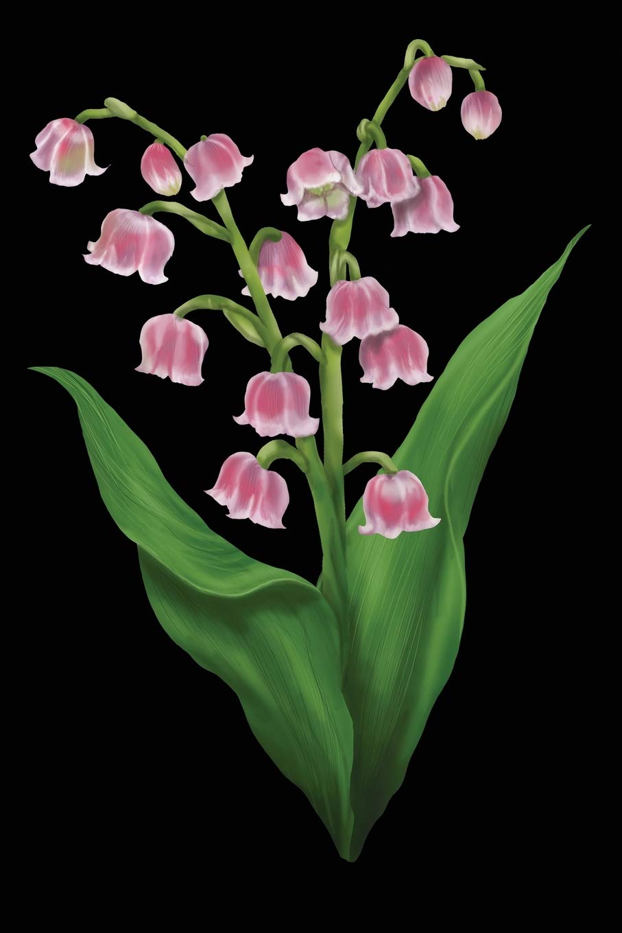 Watercolor Pink Lily of the Valley Journal: Floral Notebook, Lined, 120 Pages, 6x9 Inches Mathematics