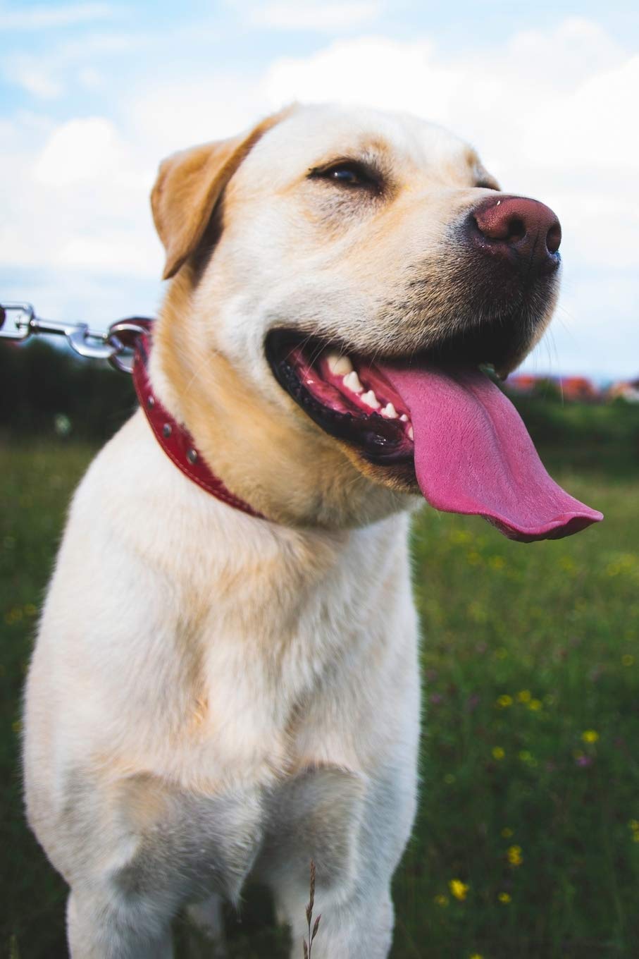 2020 Planner: Increase productivity, improve time management, reach your goals: Happy Labrador Retriever: Modern artistic photography style cover design Business, Finance & Career