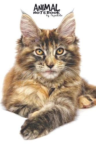 Animal Notebook by Pepe&Olo: Perfect Maine Coon Cat Notebook, sketchbook, journal, diary, 6''x9'' 110 dot grid pages, matte cover Paperback BACK TO SCHOOL Learning & Reference
