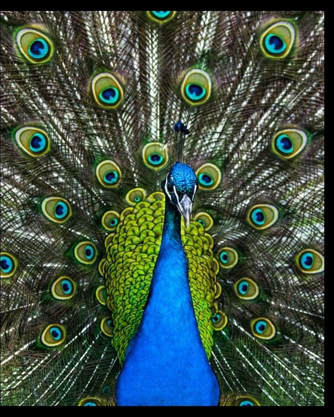Peacock Notebook: 'Peacock Notebook' with beautiful Peacock Feather designed cover 8' x 10' with 200 College Ruled lined pages for note taking, ... lists and study for school college or work. Essays & Short Stories