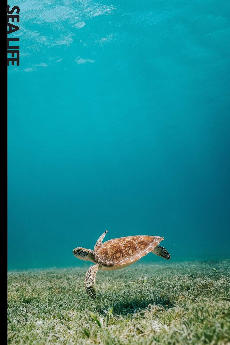 SEA LIFE: 6x9 120 page lined paperback notebook exercise book - beautiful underwater creatures, ocean notebook for school or creative writing Business, Finance & Career
