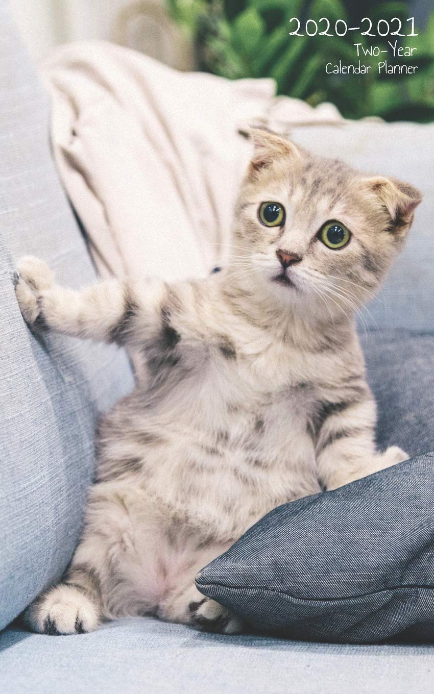 Two-Year Pocket Calendar Planner: Pocket Agenda Purse Size With Notes - 2 Year Organizer Scottish Fold Kitten On Couch (2020-2021 Calendar Books, Band 6) Business, Finance & Career