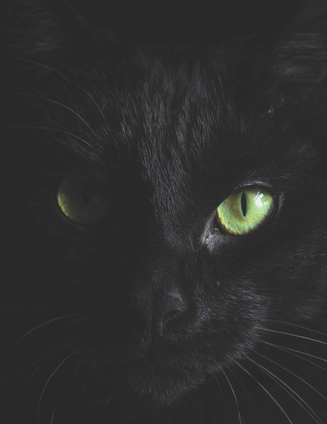 Black Paper Notebook: Black Cat with Green Eyes | Dot Grid Notebook with Dotted Black Pages | Artistic Large Black Journal to Draw or Write in | Use ... (Black Paper Dot Grid Notebooks, Band 1) Pets