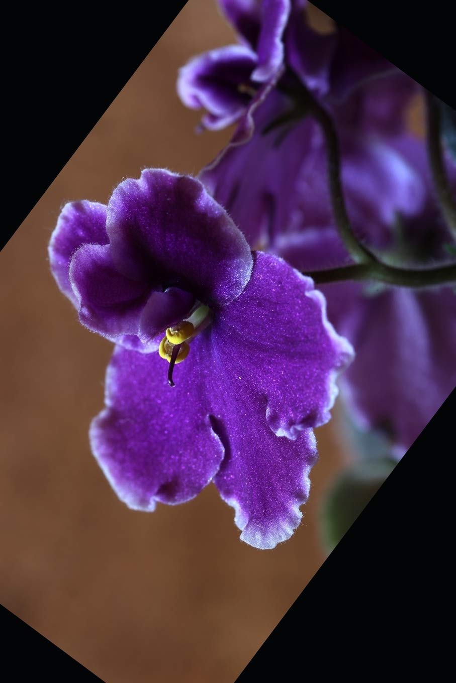 My February 2020 Birthday: Violets, Amethysts & Valentines Sweethearts! Religion & Esotericism