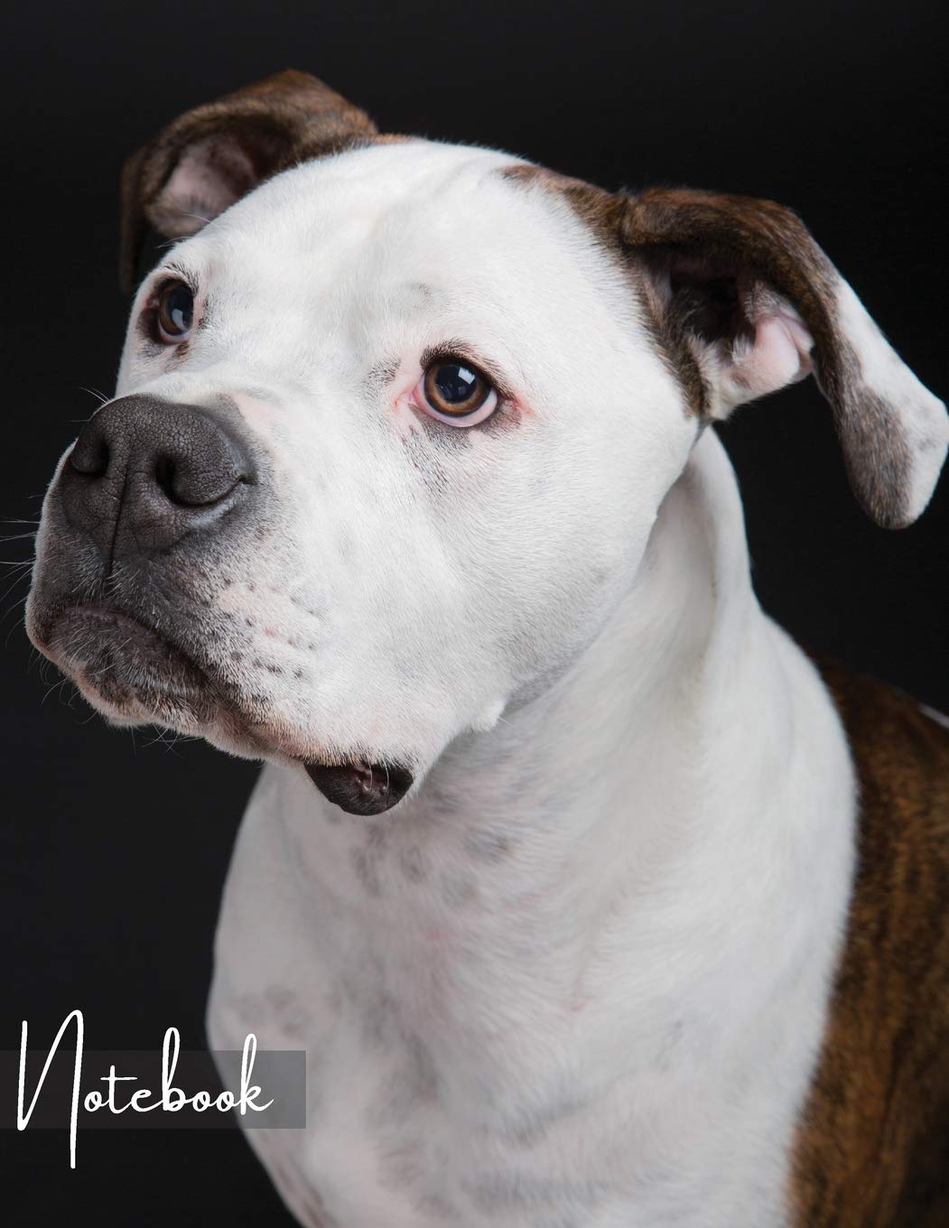 Notebook: Unlined - Unruled - Plain Notebook - 130 Pages - Large Format 8.5 x 11 in - Workbook - Composition - American Bulldog Cover Design Books