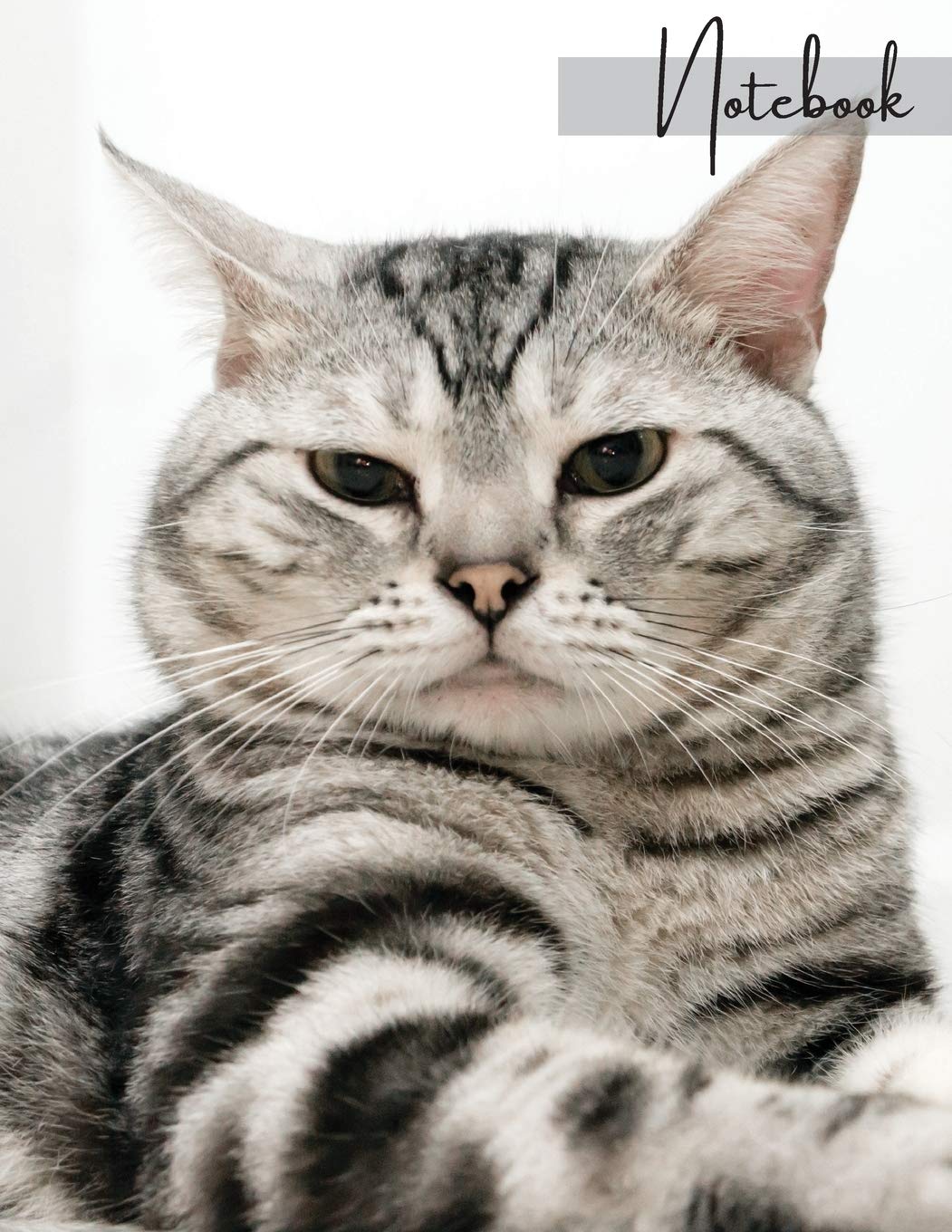 Notebook: Unlined - Plain Notebook - Blank Journal - 130 Pages - Large Format 8.5 x 11 in - Workbook - Composition - Cats - American Shorthair Cover Design - Made in The USA for USA orders Books