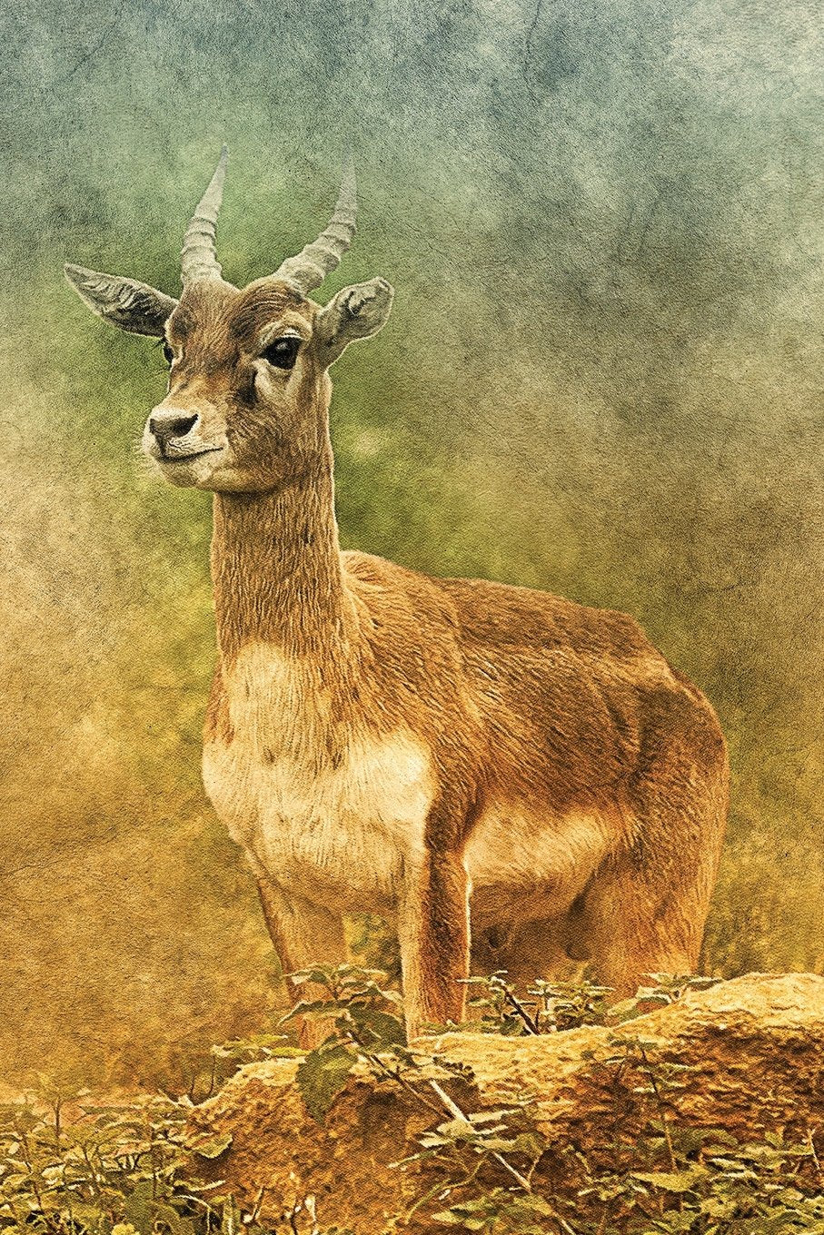 Antelope Vintage Journal: Blank Sketchbook Artist Notebook with Unlined Drawing Paper Leisure & Fun